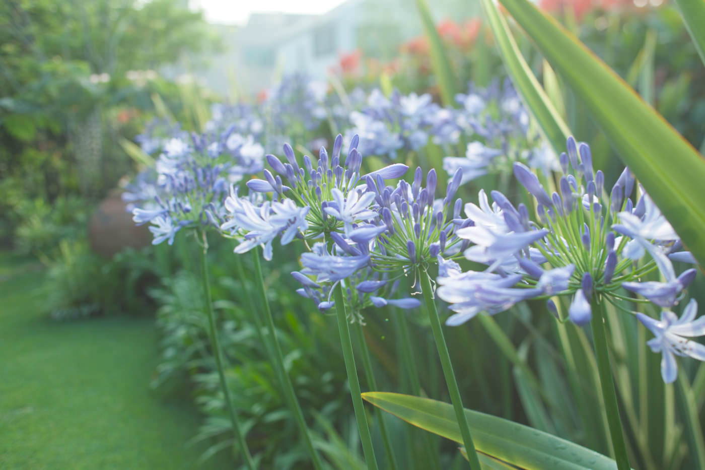 studiojyoti_garden4